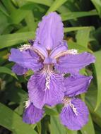 pale purple flower in the garden close up