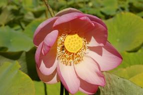 pink Lotus Flower at garden