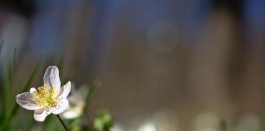 anemone flower close up on blurred background