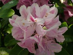 Rhododendron Blossom Bloom