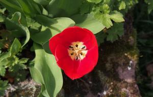 red Tulip Blossom Bloom at garden