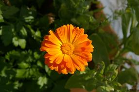 orange calendula and green leaves