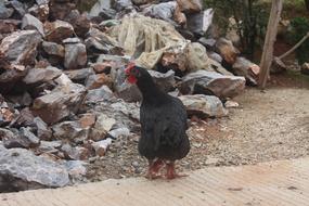 Chicken Hen