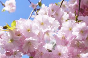 Close-up of the beautiful, blossoming, pink, white and yellow Japanese cherry trees, under the blue sky