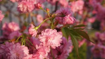 Pink Prunus Blossoms