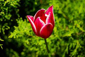 red tulip on blurred nature background