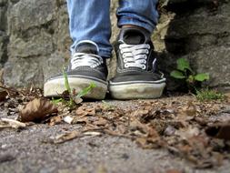 Shoes Sneakers