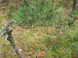 Branch Pine Needles