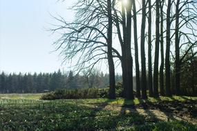 Sun Spring