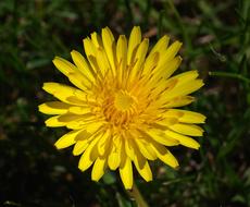 Close-up of the beautiful, blooming, yellow dandelion flower in the garden, in the spring