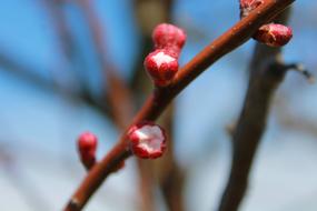 buds on Tree twig at blur background