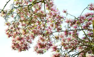 beautiful flowers in the springtime