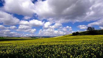 Oilseed Rape Field Of