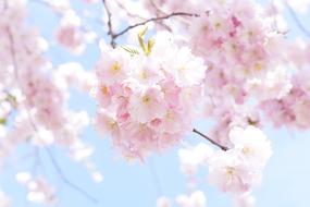 Japanese Cherry Trees close-up in blurred background