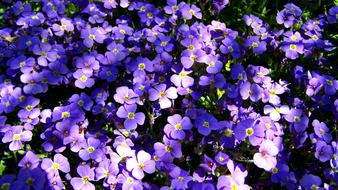 Garden Lawn For Viola Purple