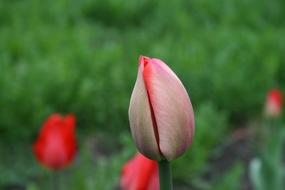 Flower Tulip Bud