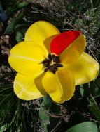 Yellow and red Tulip Spring