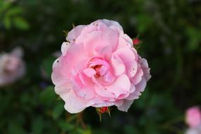 roses in blurred background