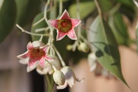 Brachychiton Populneus Bottle Tree