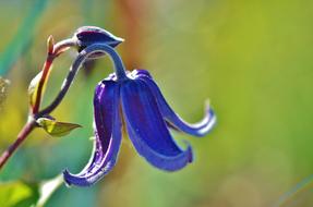 blue bell on blurred background