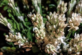 Close-up of the beautiful, white and brown tuberose flowers with green leaves