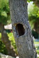 Tree Strain Trunk