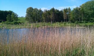 Spring Bog Area