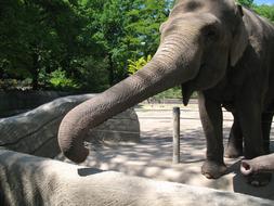 Elephant Zoo Proboscis