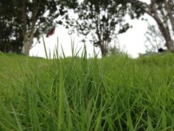 Grassland Riverside