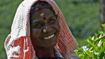 Tea Pluckers Munnar South India