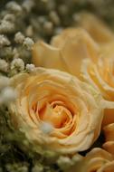Rose Flowers