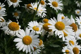 Flower Daisy Chamomile White