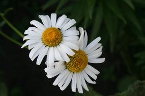 Flower Daisy Chamomile White