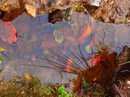 Water Pool