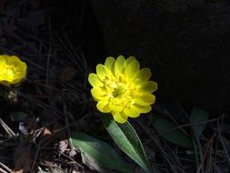 Far East Amur Adonis Spring