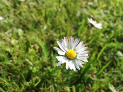Green and White Flower at spring