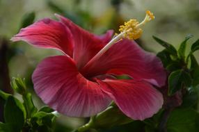 Red Flower Khong Wong
