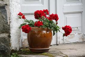 red Flowers Geranium Pot