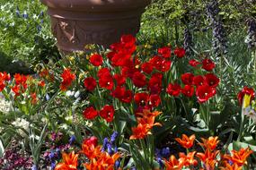 Spring Flowers Tulips Red Orange