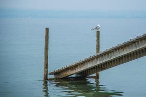 Web Dove Gull