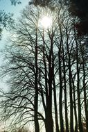 Sun Spring