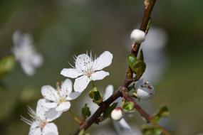 Close Up picture of Blossom Bloom white flowers