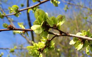 Blooming Elm Branch Green