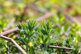 wild plants in a blurred background