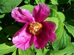 Peony Spring Flower