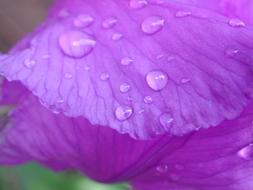 Iris Purple Drop Of Water