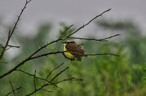 Kikiwi Guyana