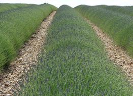 Lavender France