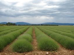 France Provence Lavender