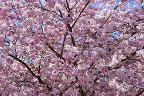 Japanese Cherry Ornamental Trees